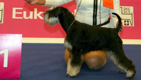 61 International Dog Show " CACIB Ljubljana II". CRUFTS 2014 Qualification (Ljubljana, Slovenia)